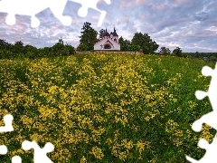 Rzepak, Kościół, Obwód tulski, Łąka, Wzgórze, Bekhovo, Rosja