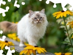 Oczy, Kot ragdoll, Żółte kwiaty, Niebieskie, Puszysty, Ławka, Rozmycie