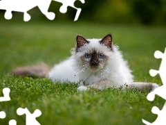 Trawnik, Biało‑szary, Kot ragdoll