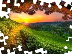 Promienie słońca, Łąka, Drzewo, Pola