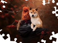 Pies, Dziewczynka, Czapka, Shiba inu