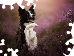 Border collie, Czarno-biały, Łapka, Wrzosy, Uniesiona, Pie