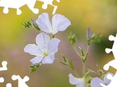 Kwiaty, Len włochaty, Jasnoniebieskie