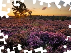 Sallandse Heuvelrug, Wrzosy, Holandia, Drzewa, Haarle, Rezer