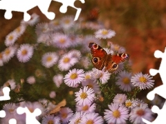 Motyl, Owad, Astry, Rusałka pawik