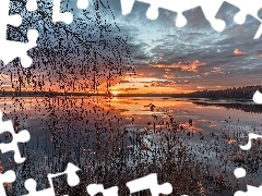 Szuwary, Drzewa, Wschód słońca, Jezioro
