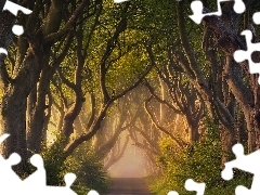 Droga, Hrabstwo Antrim, Buki, Aleja Dark Hedges, Irlandia P