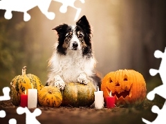 Świeczki, Border collie, Halloween, Dynie, Pies, Ogień, Rozmycie