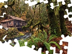 Paprocie, Młyn, Rzeka, Stan Waszyngton, Omszałe, Jesień, Cedar Creek Grist Mill, Stany Zjednoczone, Woodland, Drzewa