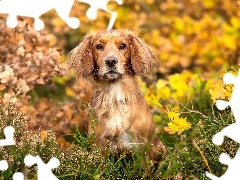 Liście, Pies, Working cocker spaniel