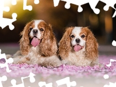 Wystawione, Języki, Psy, Cavalier king charles spaniel, Dwa