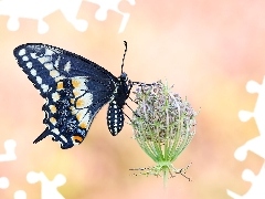 Roślina, Dzika marchew, Czarny, Paź królowej, Motyl