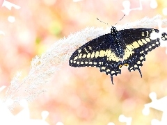 Źdźbło, Trawa, Motyl, Papilio polyxenes, Czarny