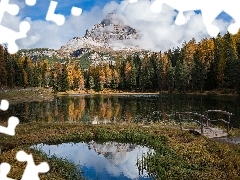 Drzewa, Masyw, Prowincja Belluno, Mostek, Włochy, Las, Anto