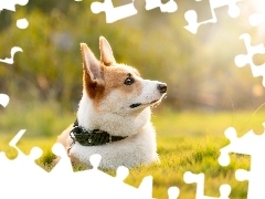 Obroża, Bokeh, Welsch corgi pembroke, Trawa, Pies