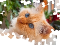 Rudy, Kot, Spojrzenie, Niebieskooki
