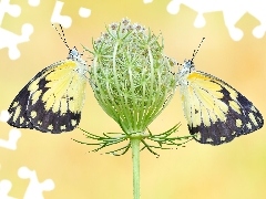 Marchew dzika, Motyle, Belenois creona