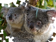 Koala, Małe, Miś