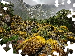 Szlak, Nowa Zelandia, Omszałe, Milford Track, Głazy, Drzew