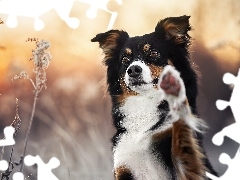 Trawy, Pies, Border collie