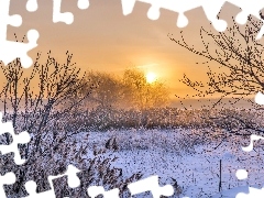 Śnieg, Zima, Drzewa, Krzewy, Poranek, Mgła, Trawa, Wschód