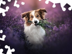 Kwiaty, Border collie, Lawenda, Pies
