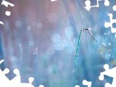 Bokeh, Ważka, Łodyga