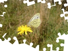 Zdrój, Motyl, Jerzmanice