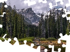 Drzewa, Las, Stany Zjednoczone, Rzeka, Stan Wyoming, Góry, 