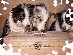 Trzy, Skrzynka, Smakołyk, Border collie