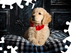 Czerwona, Kokarda, Szczeniak, Golden retriever, Pies