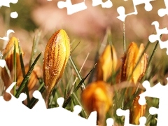 Pąk, Żółty, Krokus, Krople