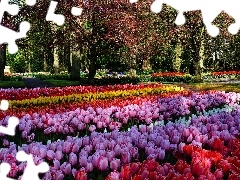 Żółte, Różowe, Drzewa, Czerwone, Park, Tulipany, Wiosna