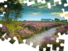 Droga, Wrzosy, Hrabstwo Suffolk, Drzewo, Wrzosowisko, Dunwich, Anglia