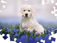 Niebieskie, Kwiaty, Szczeniak, Golden retriever, Pies