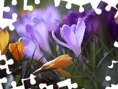 Fioletowe, Krokusy, Kwiaty, Żółte