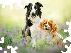 Dwa, Border collie, Cavalier king charles spaniel, Psy