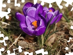 Kwiaty, Fioletowe, Trawa, Krokusy