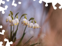 Śnieżyce, Kwiaty, Wiosenne, Białe