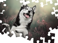 Radosny, Pies, Siberian husky, Uśmiechnięty