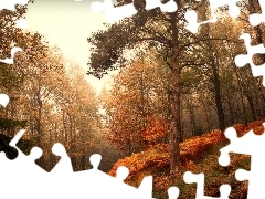 Paprocie, Dróżka, Las, Drzewa, Jesień