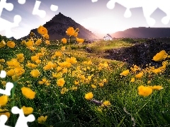 Kwiaty, Jaskry, Islandia, Dom, Półwysep Snaefellsnes, Żó