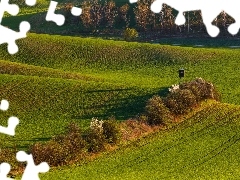 Morawy Południowe, Czechy, Pola, Wiosna, Drzewa