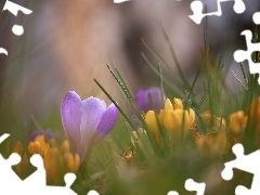 Rozmyte, Liliowy, Krokusy, Trawa, Żółte, Krokus