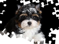 Yorkshire terrier, Szczeniak, Czarno-biały