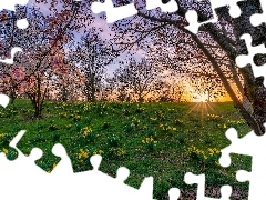 Park Franklina, Łąka, Narcyzy żonkile, Ohio, Wiosna, Drzewa, Kwiaty, Stany Zjednoczone, Columbus, Zachód słońca