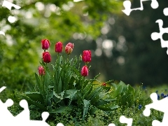Tulipany, Czerwone, Kwiaty