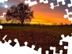 Trawa, Zachód słońca, Drzewo