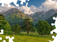 Góry, Drzewa, Krowy, Zielone