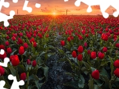 Pole, Zachód słońca, Wiatraki, Tulipany